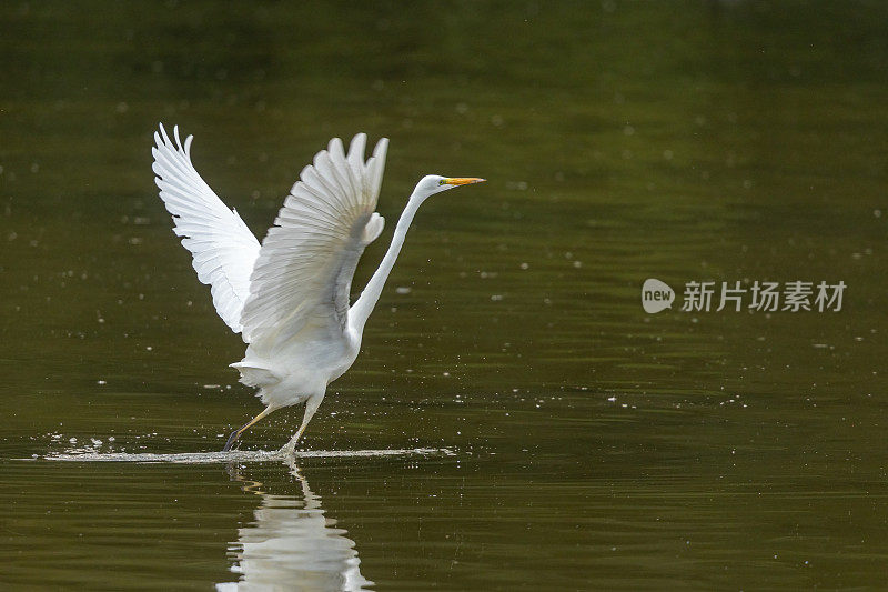 美丽的大白鹭(Ardea alba)